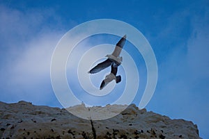 Seagull in the sky at the white cliffs of Seaford