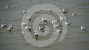 seagull slow motion on sea
