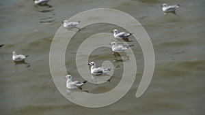 seagull slow motion on sea