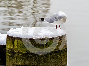 Seagull on snowy concrete socle in water on lake