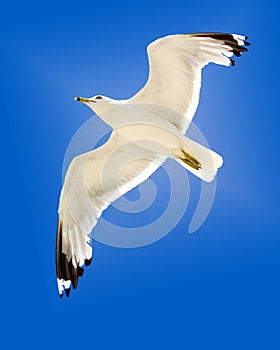 Seagull Soaring