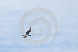 Seagull soaring through the air as the winds hits hard