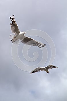 Seagull, soaring in the blue sky