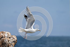 Seagull, soaring in the blue sky