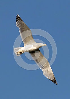 Seagull soaring through a clear blue sky, wings spread wide as it catches an updraft of air photo