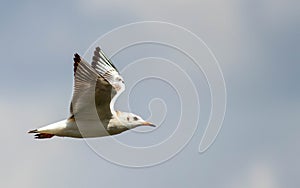 Seagull soaring through a clear blue sky, wings spread wide as it catches an updraft of air photo