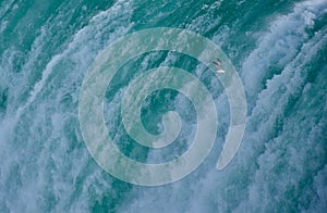 A Seagull soaring close to Niagara Falls