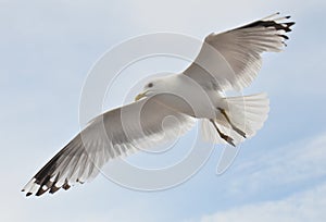 Seagull soaring in the cloudly sky