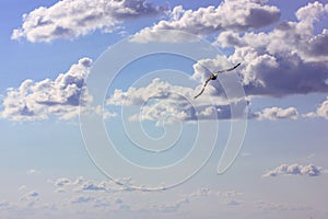 Seagull soaring in clouds in blue sky in sunny summer day. Seashore, ocean shore