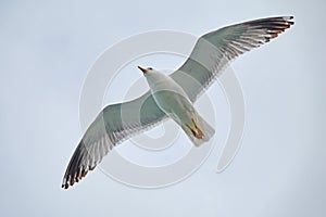 Sevan`s seagull fly