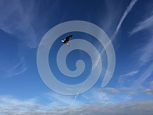 Seagull soaring
