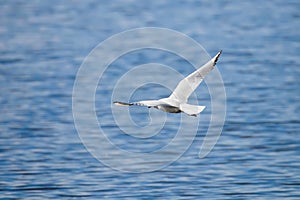 Seagull soaring majestically above the water