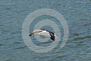 Seagull soaring over water
