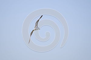 Seagull soaring in the sky 1
