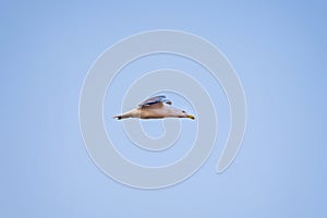 A seagull soaring in the sky 3