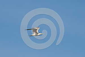 Seagull soaring in the sky