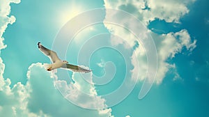 A seagull, soaring in the sky, seagull in flight on blue sky background