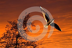 Gaviota ascendiendo durante atardecer 