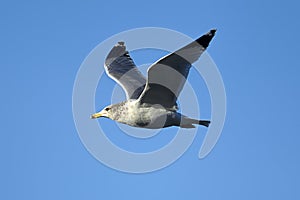 Seagull soaring up in the bright blue sky