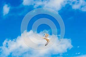 A seagull soars above the beach at Pendine Sands, Wales