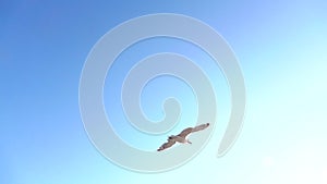 Seagull soars into the blue sky and hovers in the open space. Slow motion