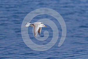 Seagull soars in flight