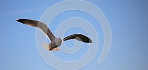 seagull soars freely in the sky with a wide wingspan