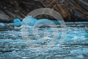 Seagull soars over icy waters in Endicott Arm, Alaska