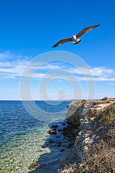 A seagull soars over a rocky shore on a fine autumn day.