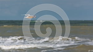 Seagull soars over the sea