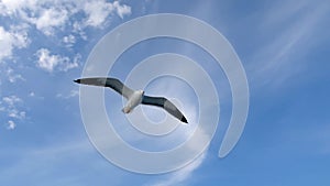 Seagull soars in the sky against background of blue sky and white clouds