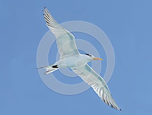 Seagull Soars on a Sunny Day in South Florida