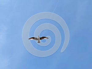A seagull soars on thermals in sunny blue skies