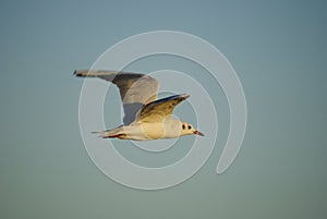 Seagull of the South Atlantic photo