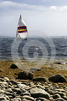 Seagull and Spinnaker