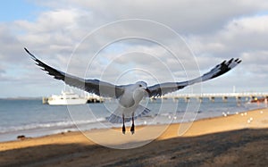 Seagull with spread wings