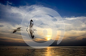 Seagull spread the wings on dark blue sky