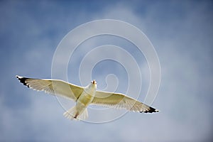 Seagull with spread wings in flight