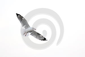 Seagull spread wings flying isolated on white background  and blank space on the righ