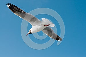 Seagull spread wings