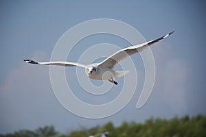 The seagull spread wings to flying and looking forward in the sky