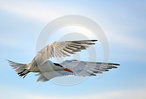 Seagull spreading wings