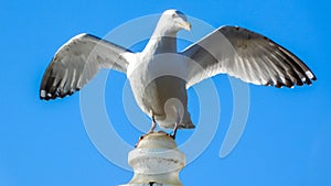 Seagull Spreading Wings