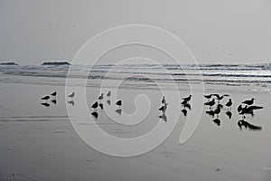 Seagull squabble and waves of Atlantic Ocean in African AGADIR city in Morocco photo