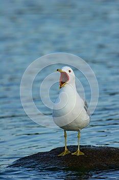 Seagull Squaking