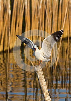 Seagull squawking