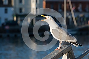 Seagull squawking by the Harbourside