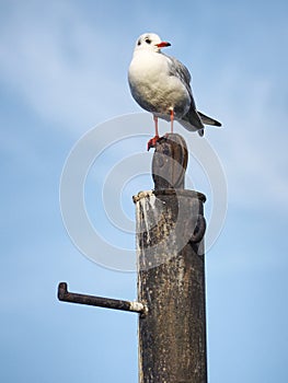 Seagull stand on the iron pole. Gull on wheel