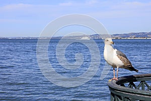 Seagull