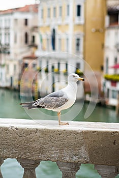 Seagull Stand on Railing of Bridge in Venice